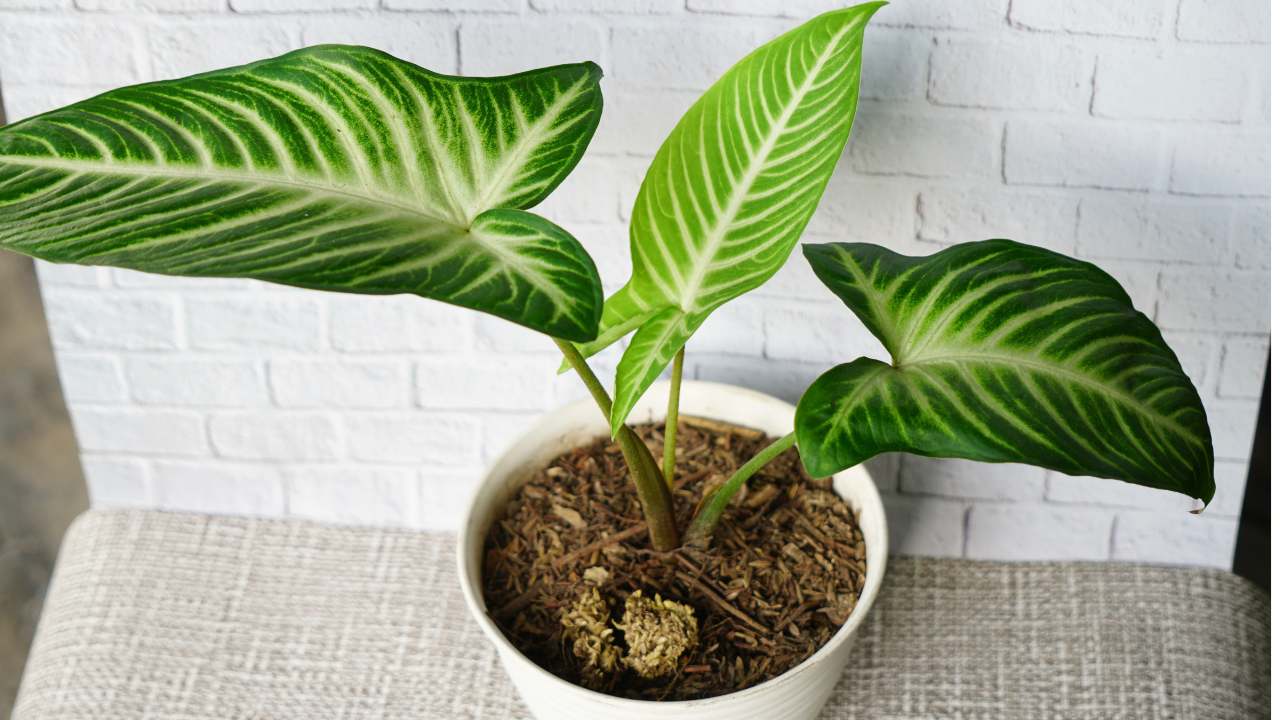 Caladium / Xanthosoma lindenii Plant in a white pot