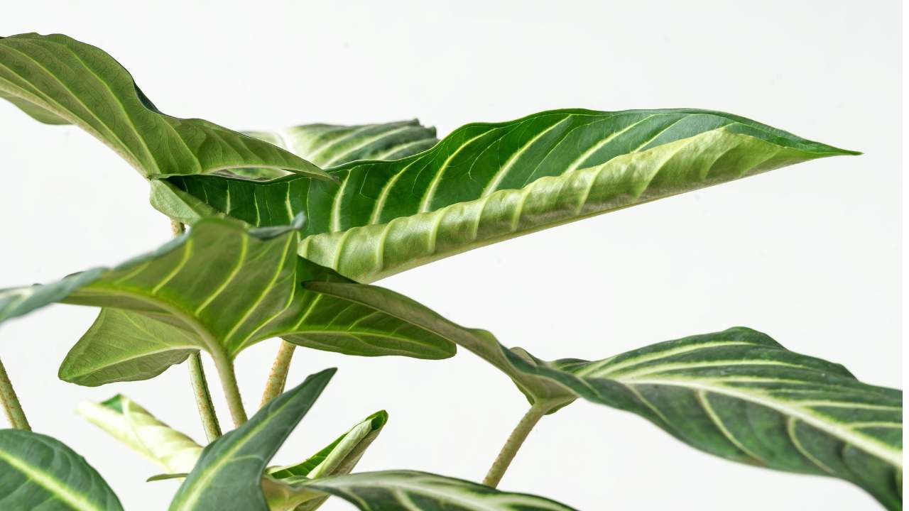 Xanthosoma lindenii leaves closeup