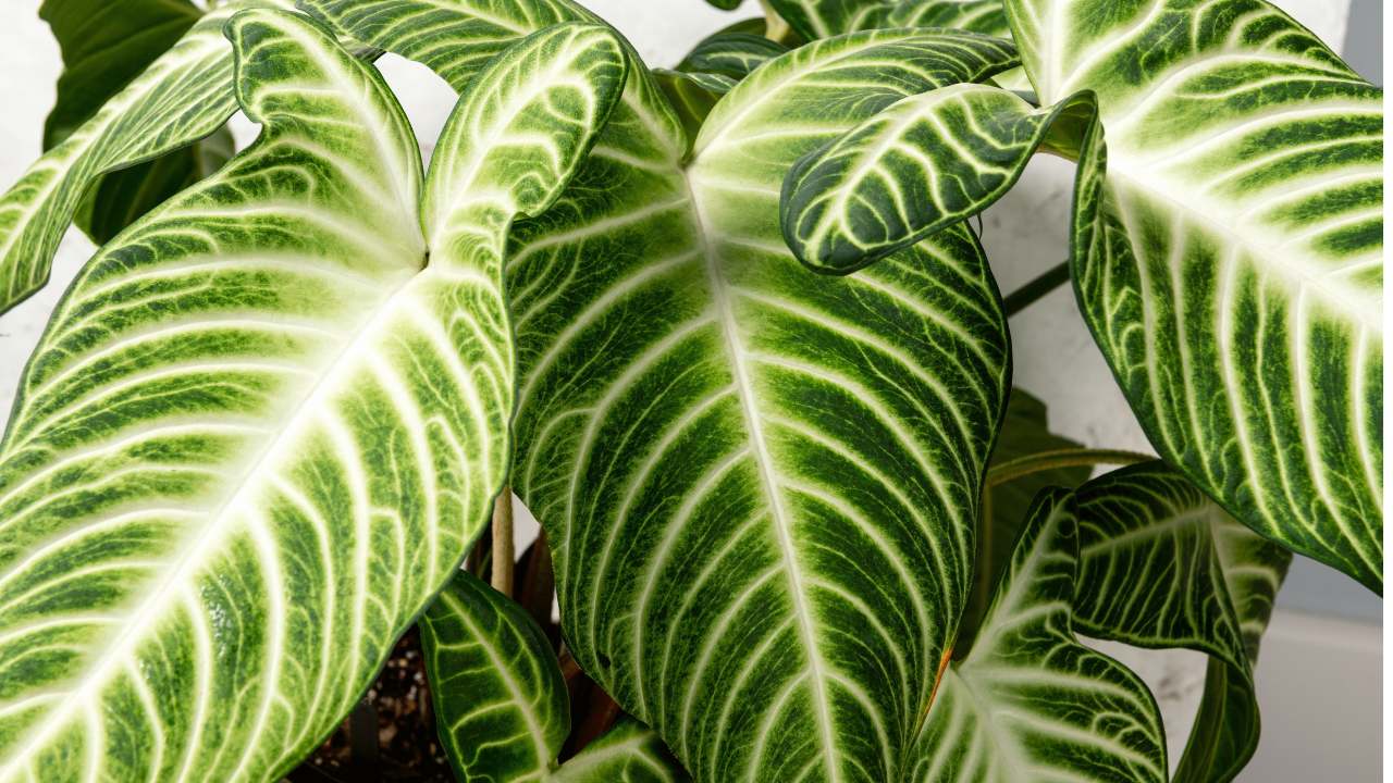 Caladium Xanthosoma lindenii Plant closeup