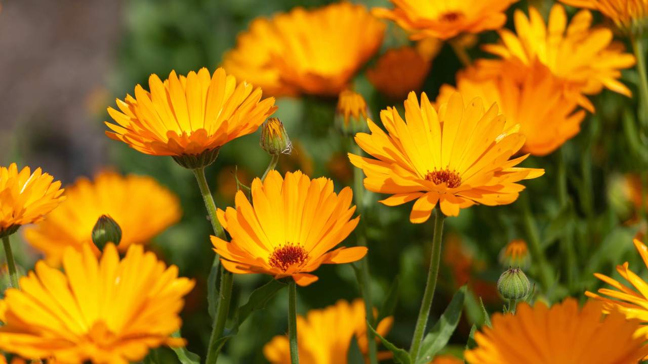 Calendula Companion Plants: Nature's Best Kept Secret