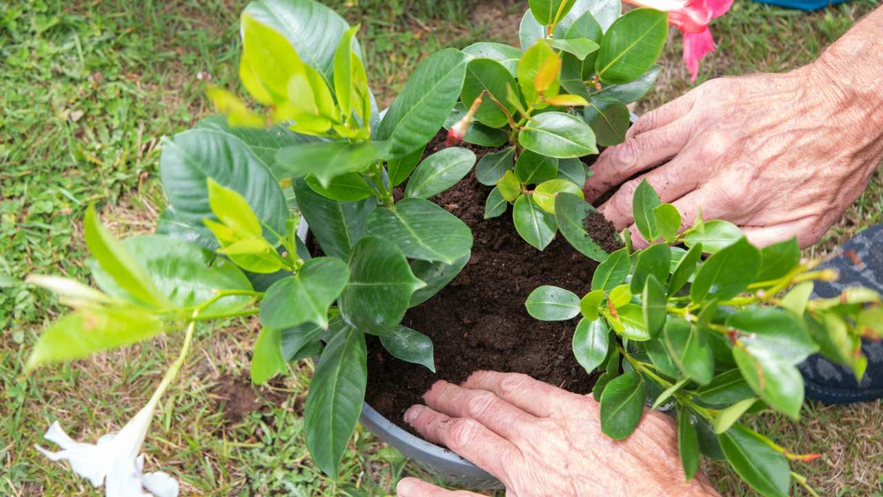  Dipladenia Plant care