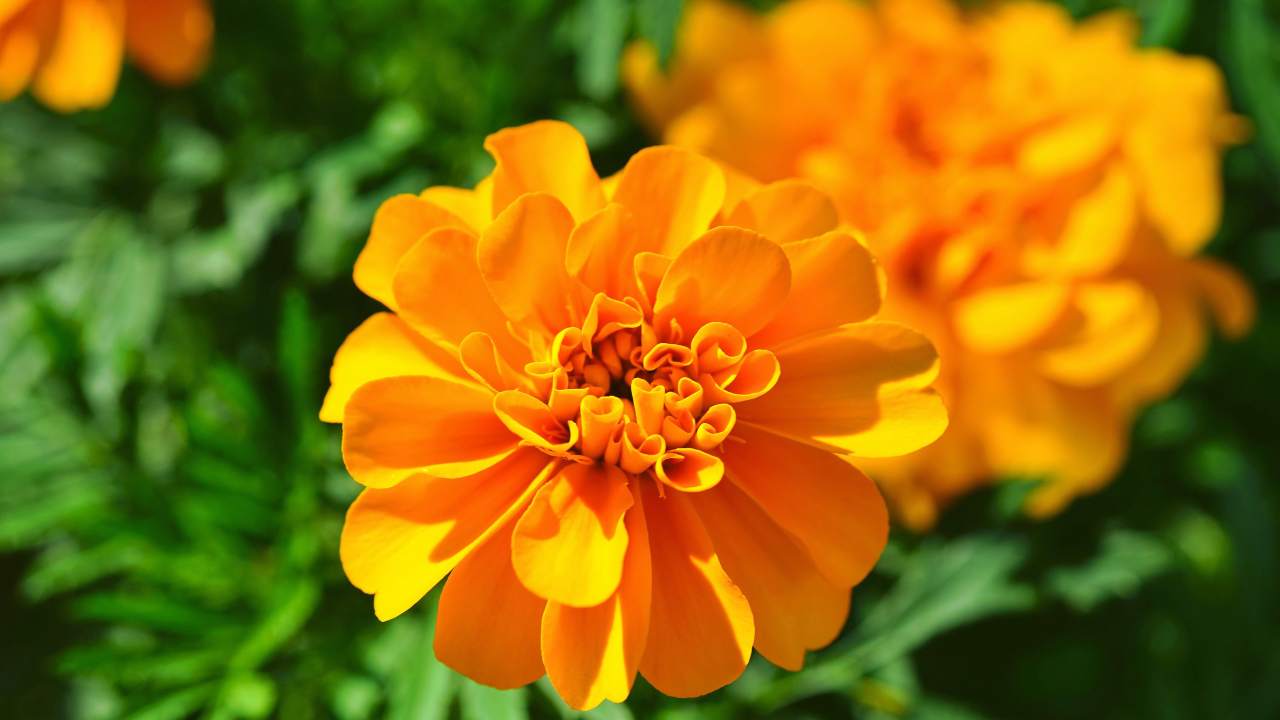 Marigold Tagetes flower 