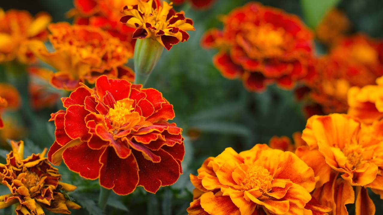 14 Natural Scents That Repel Mosquitoes: A Buzz-Free Summer Awaits - Marigolds Tagetes erecta ss316806677