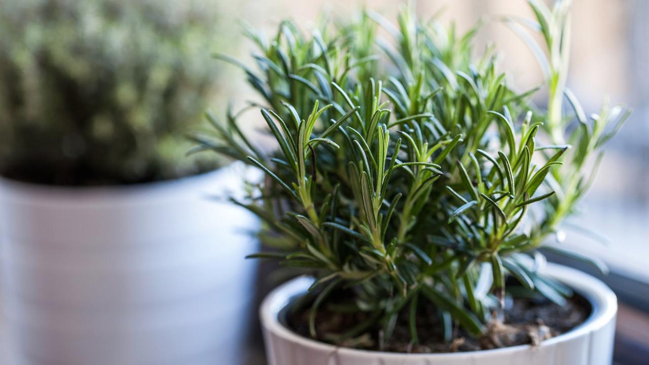 Rosemary herb