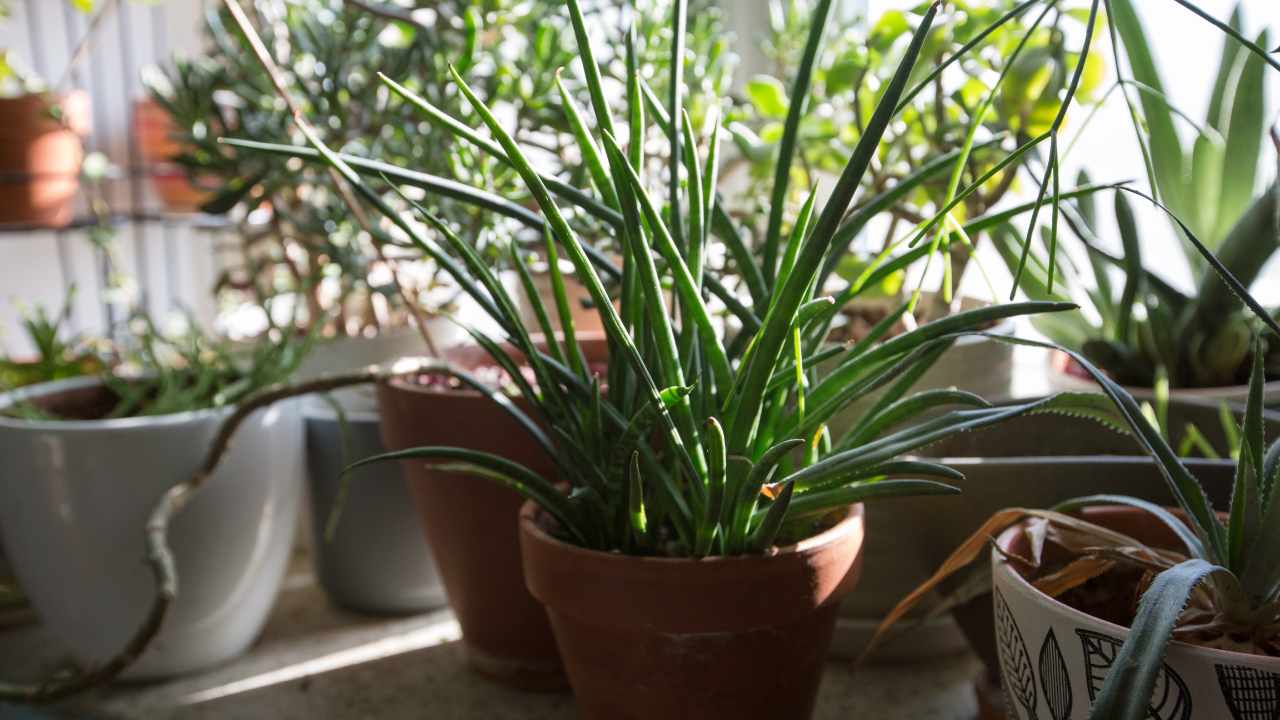 Sansevieria Bacularis micado fernwood succulent