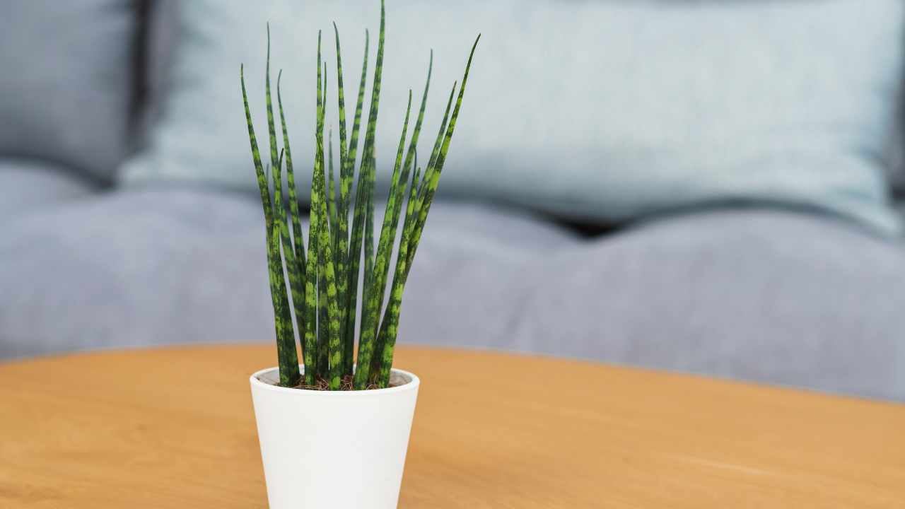 Sansevieria Fernwood Mikado