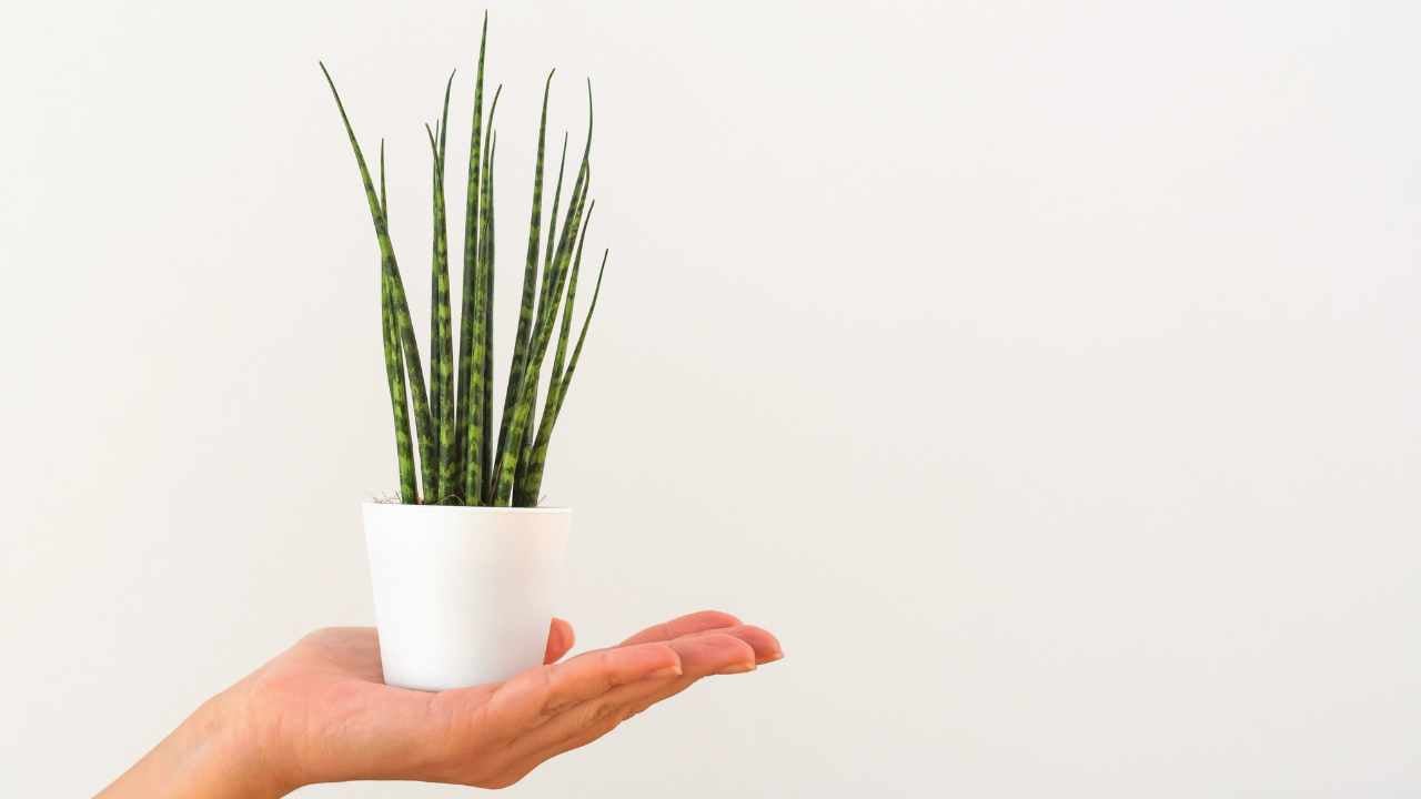 holding a Fernwood Snake Plant