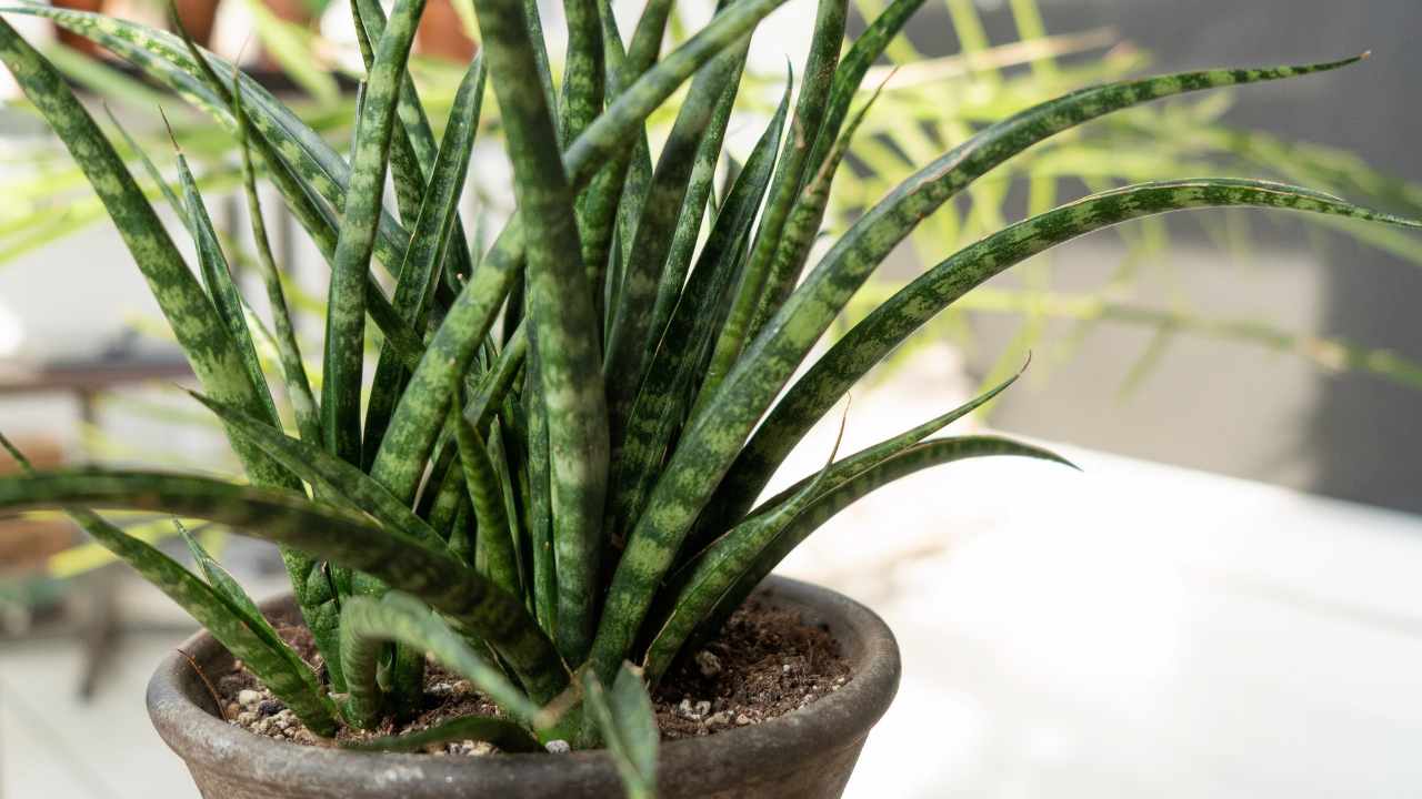 Sansevieria Fernwood punk 
