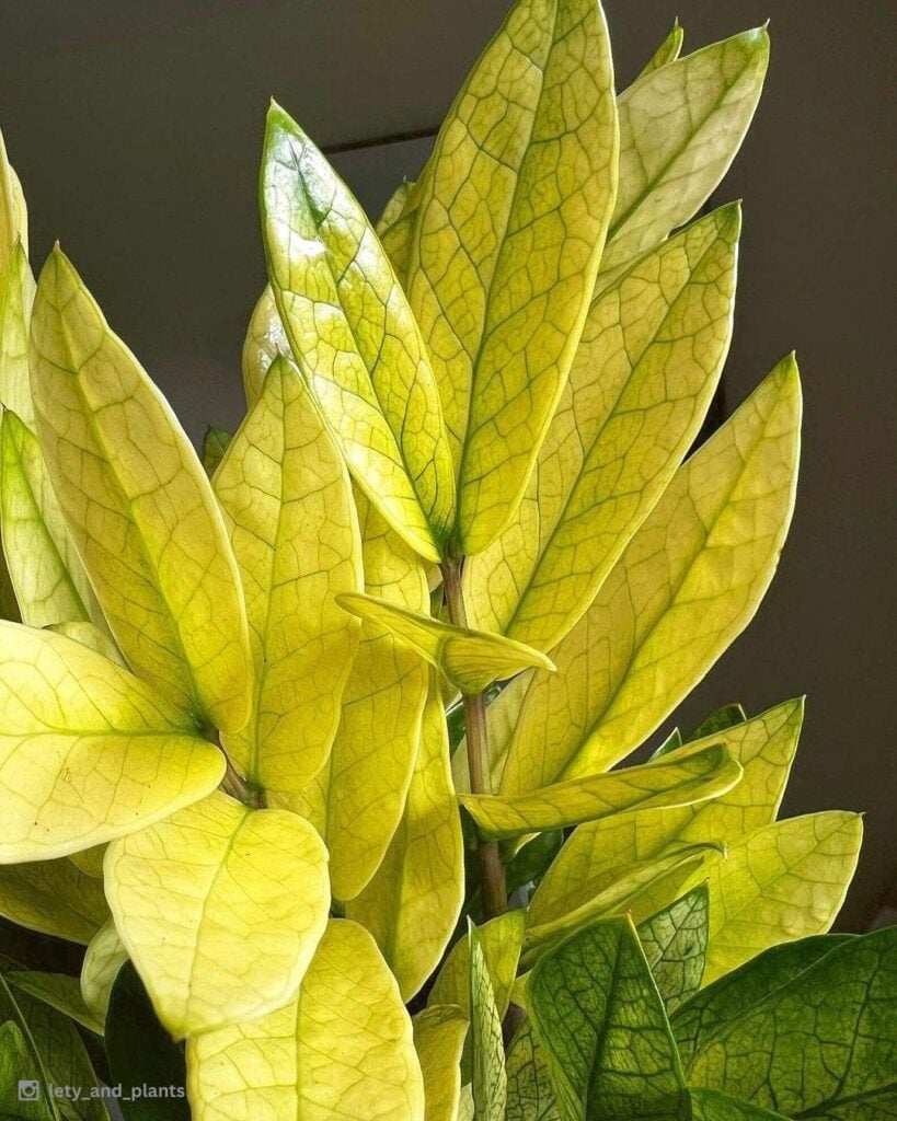Chameleon ZZ Plant: Care for this Color-Changing Wonder - ZZ Chameleon plant