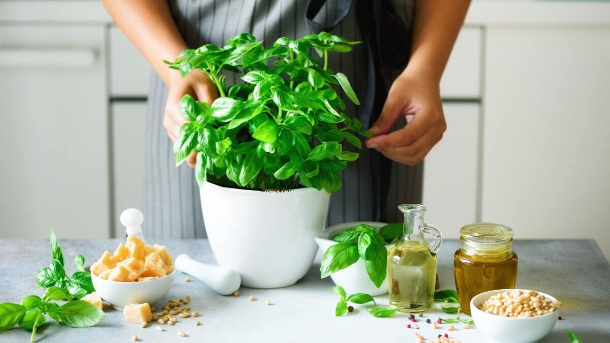 12 Plants That Naturally Repel Fleas: What to Know & Grow - basil herbs ss737608135