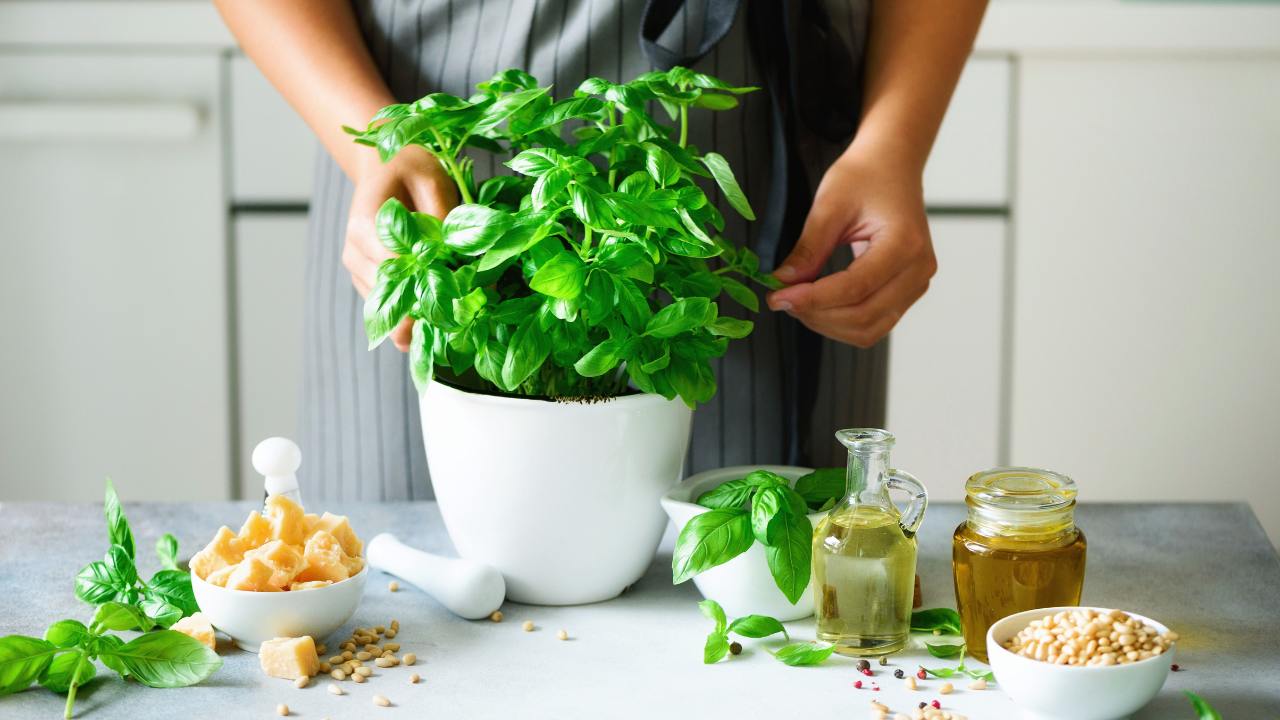14 Natural Scents That Repel Mosquitoes: A Buzz-Free Summer Awaits - basil herbs ss737608135