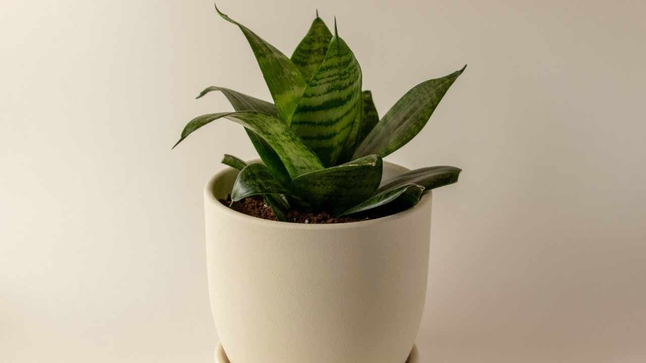 birds nest snake plant in white pot