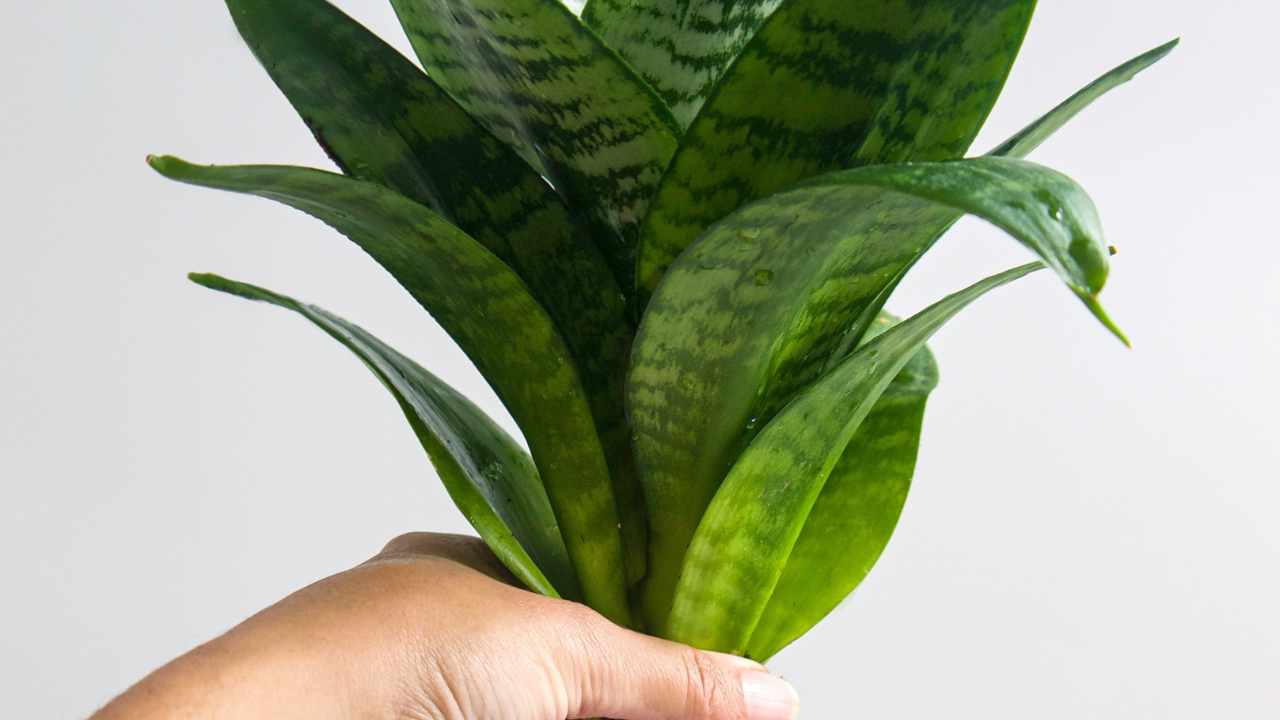 holding a snake plant 'birds nest'