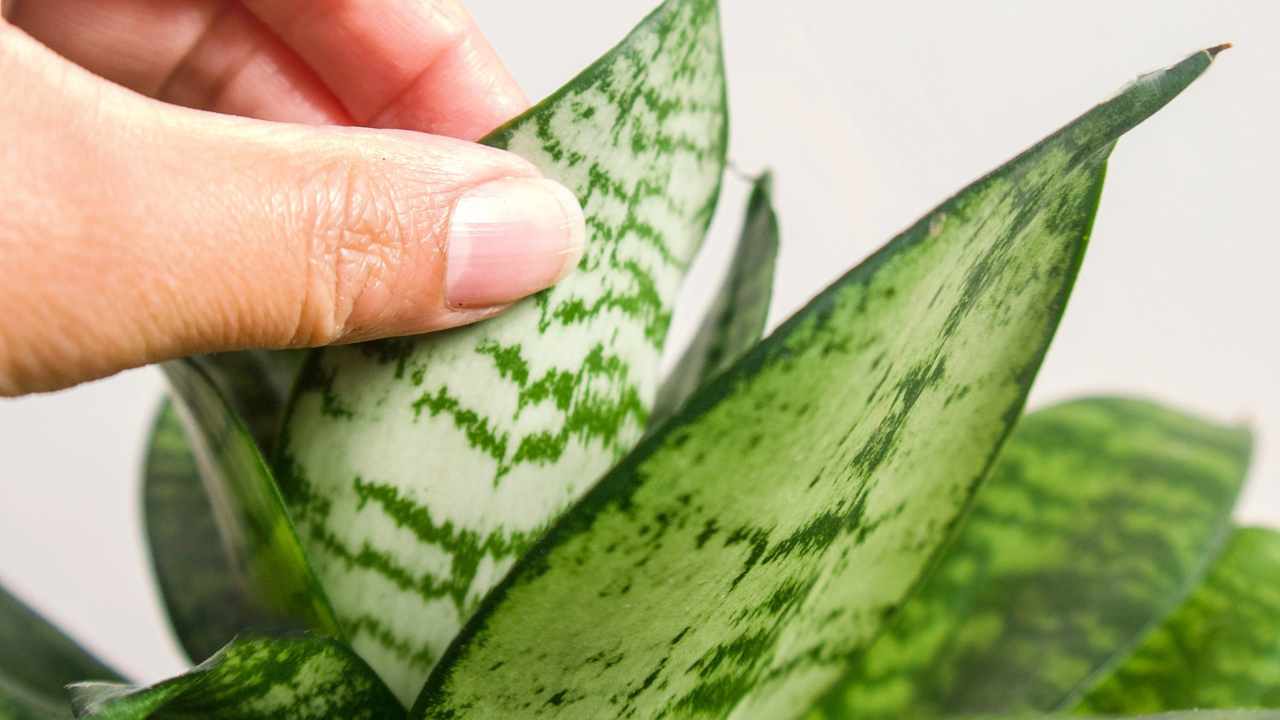 birds nest snake plant leaves