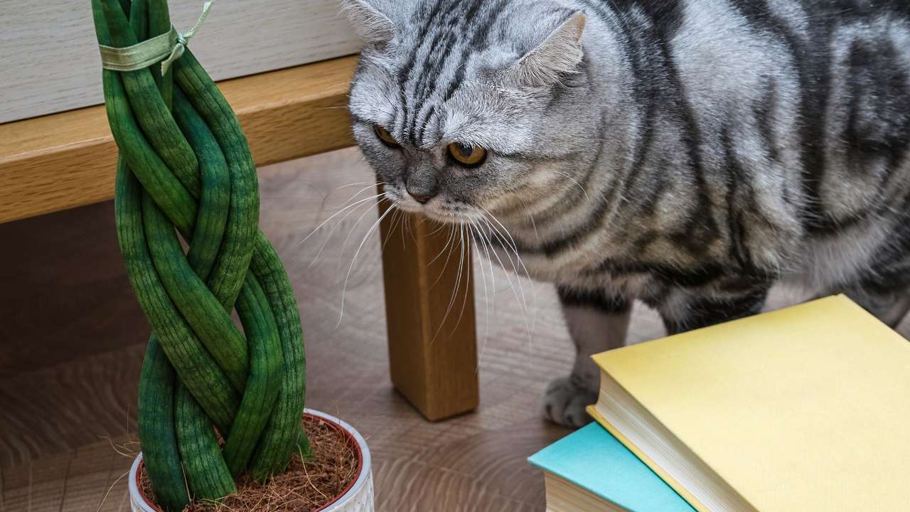 braided snake plant and cat
