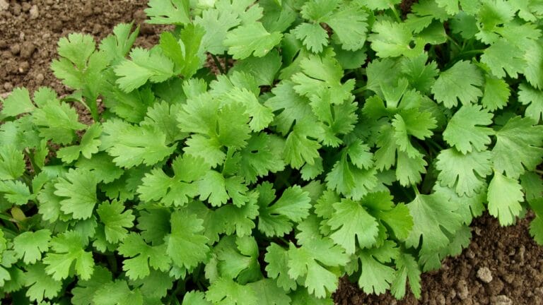 12 Plants to Grow with Tomatoes for a Better Harvest