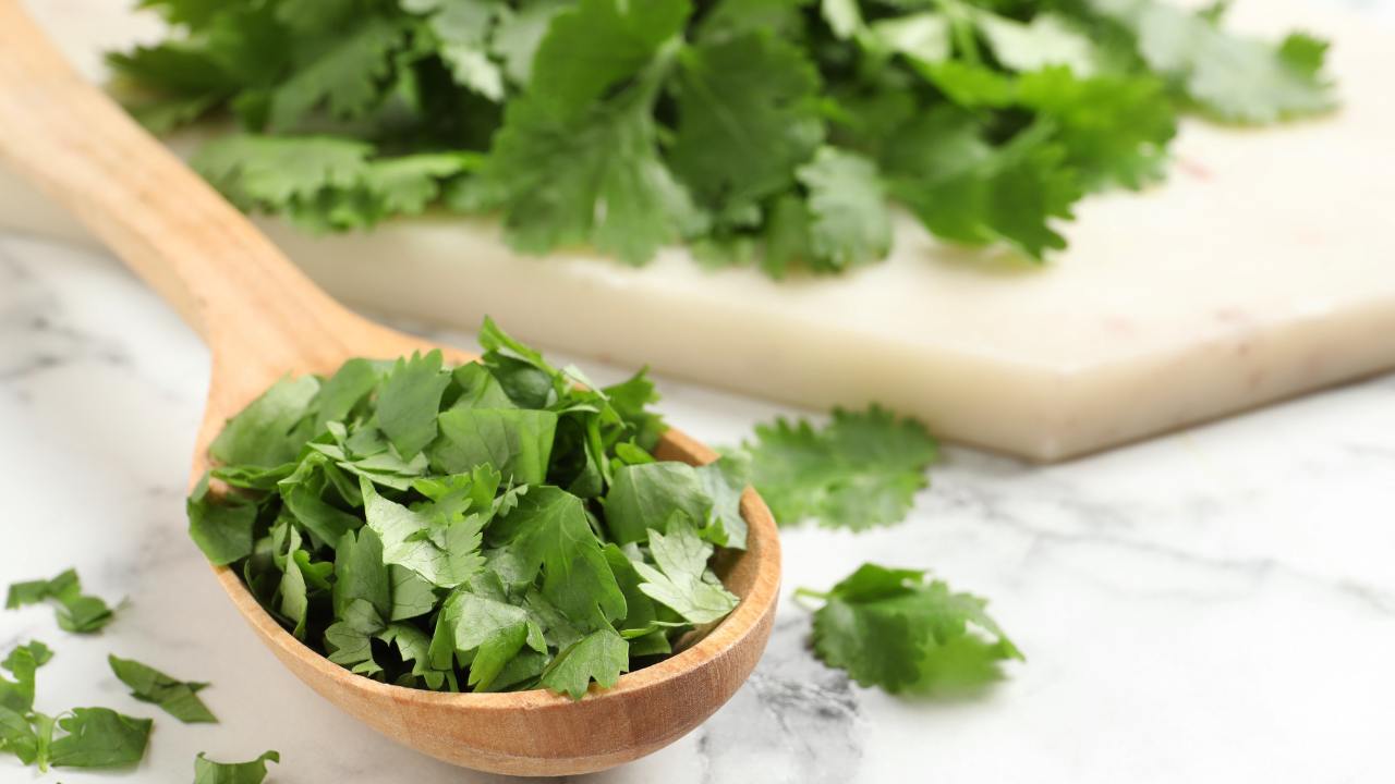 cilantro herb
