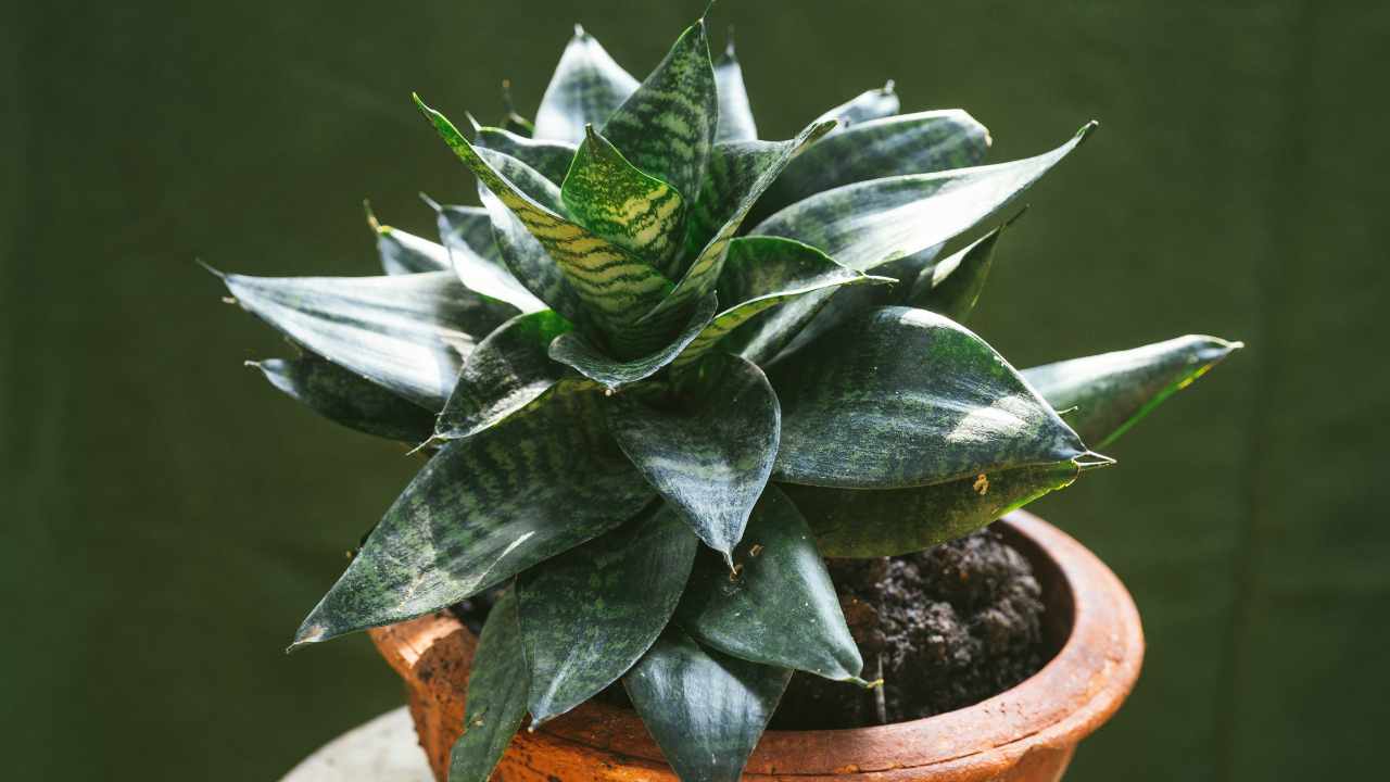 green hahnii plant