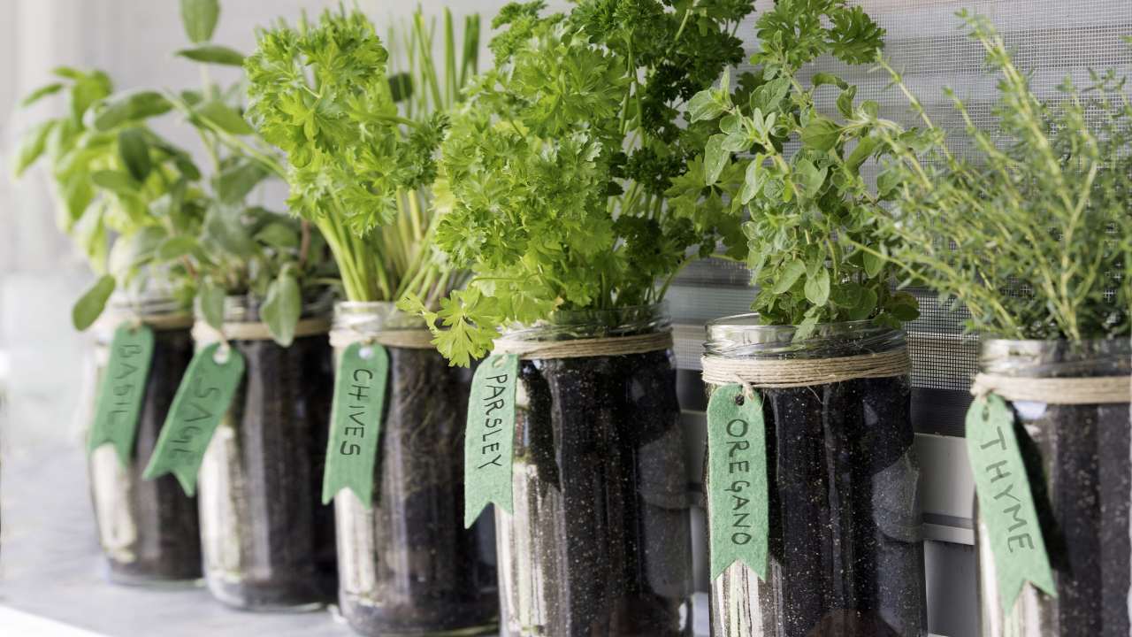 growing green herbs