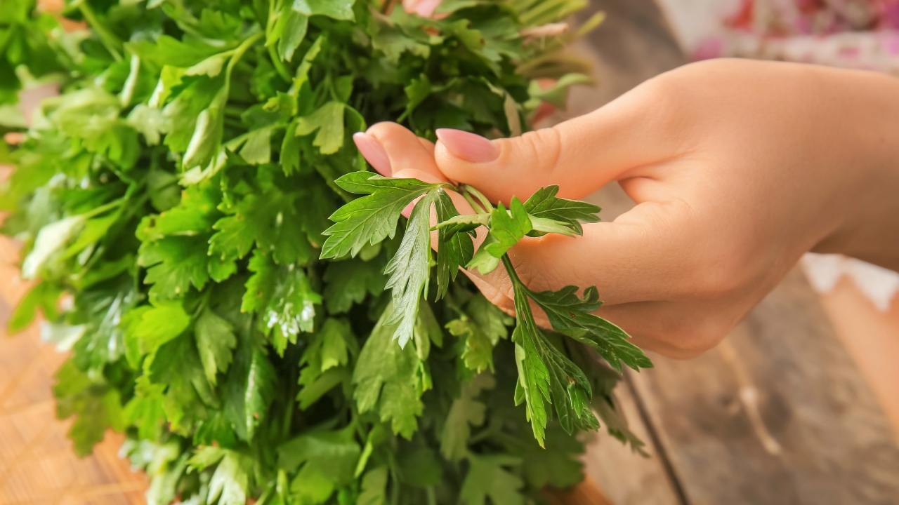 parsley herb