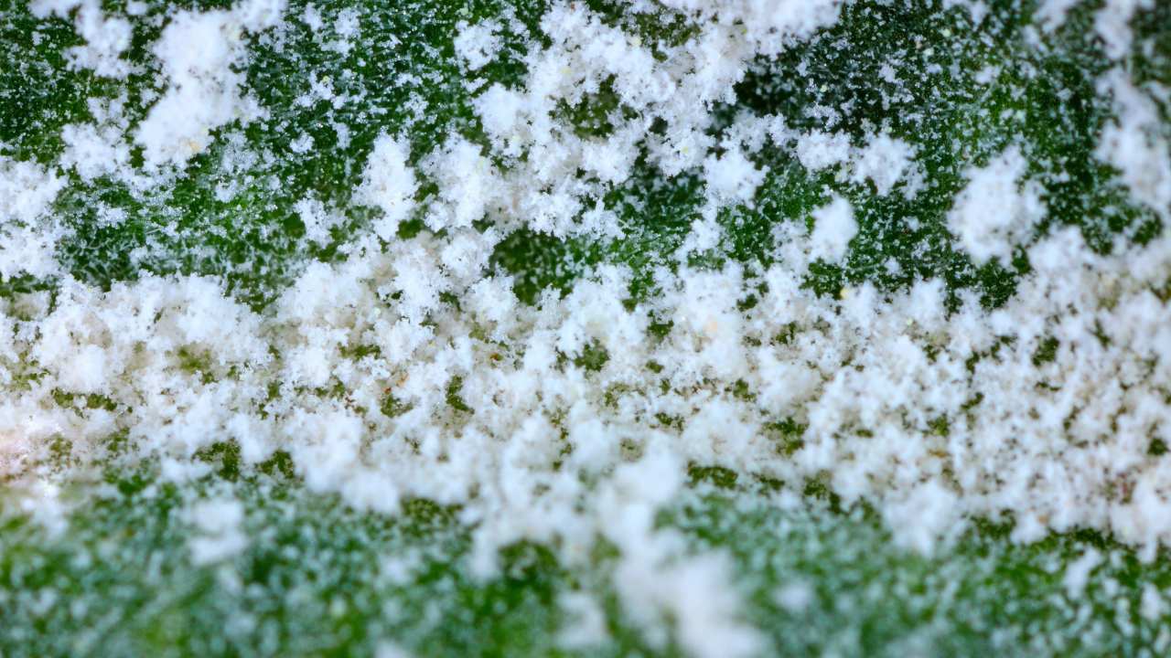 powdery mildew plant disease