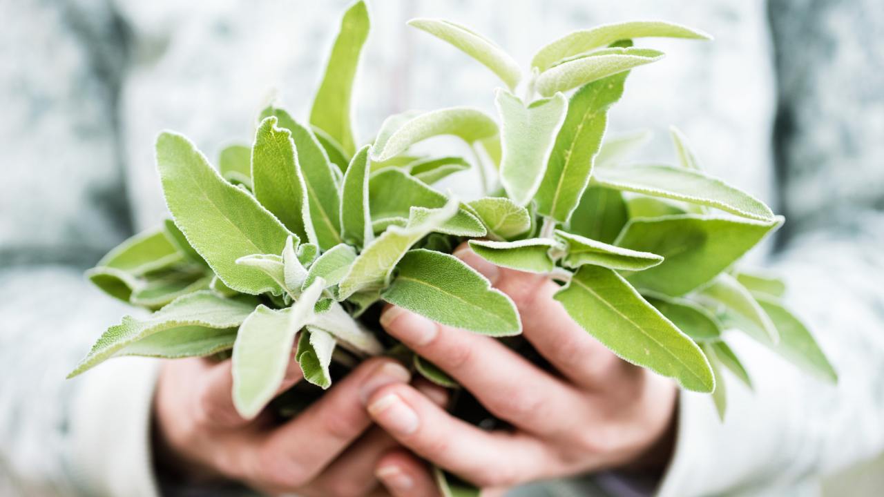sage herb