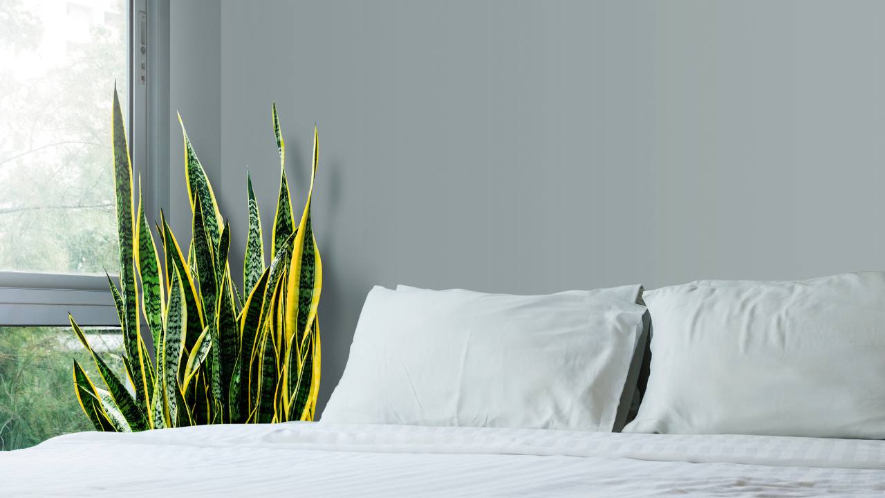 snake plant bedroom