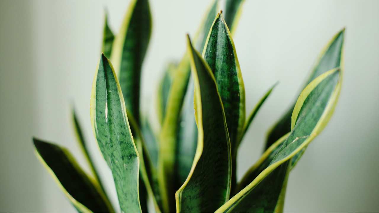  snake plant leaves wrinkled 