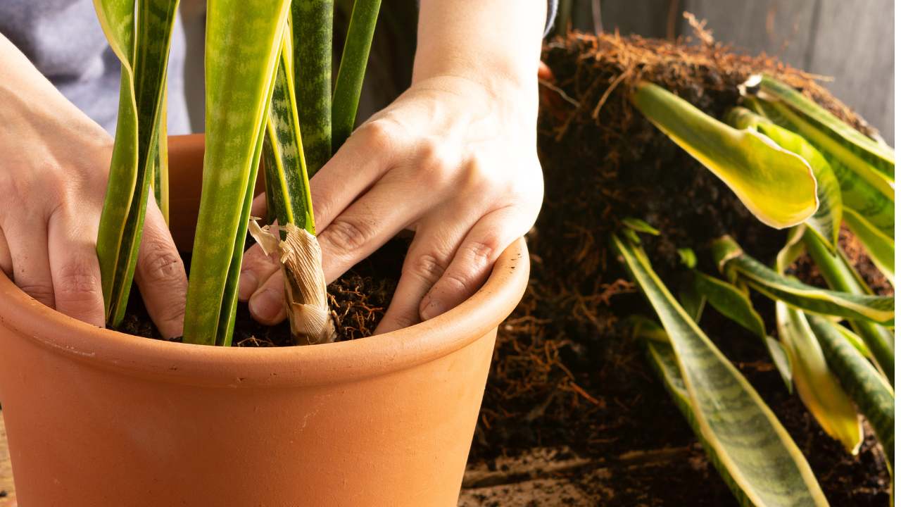 fixing a root bound snake plant