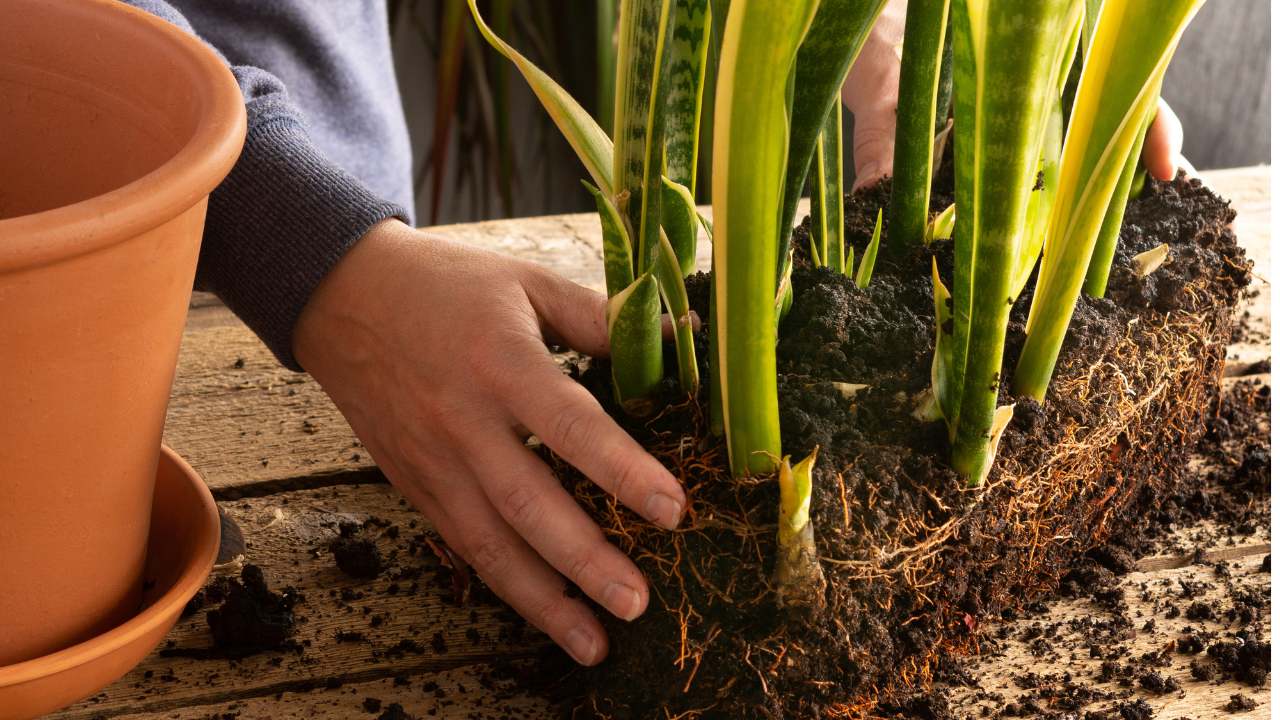 checking to see if a snake plant is root bound