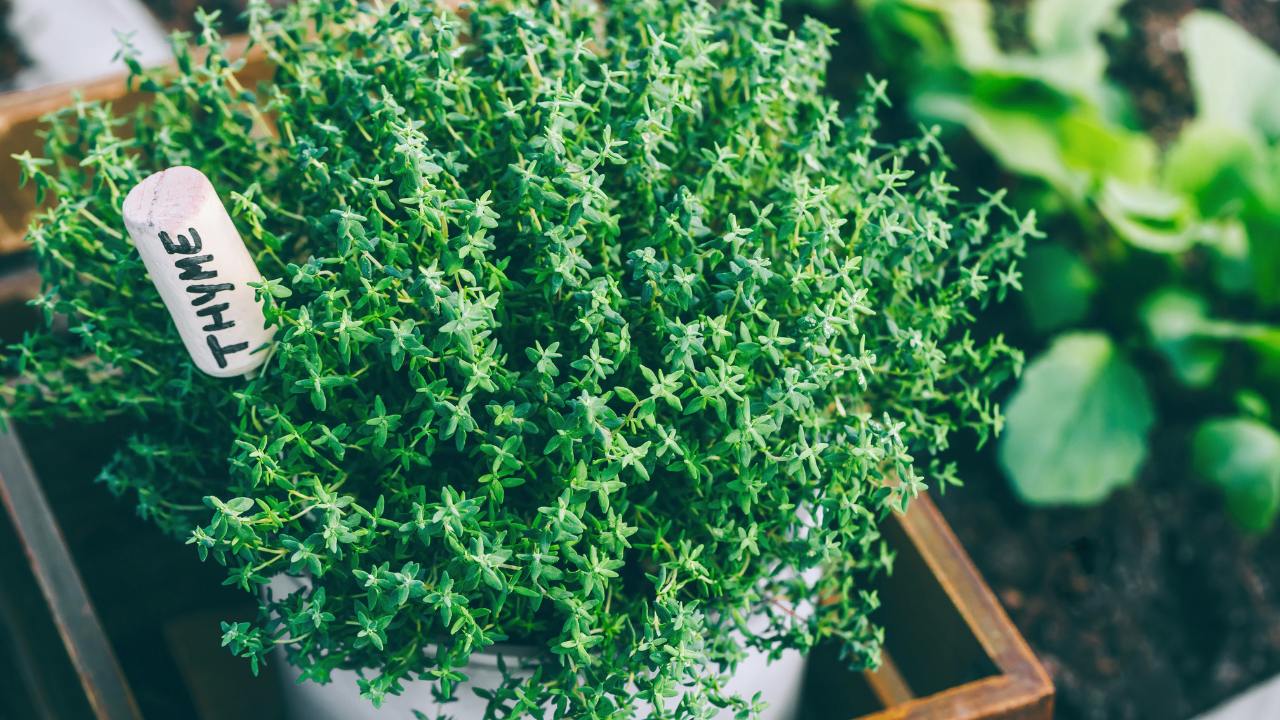 16 Must-Have Herbs for Your Medicinal Garden: Nature’s Pharmacy - thyme herb ss1990569950