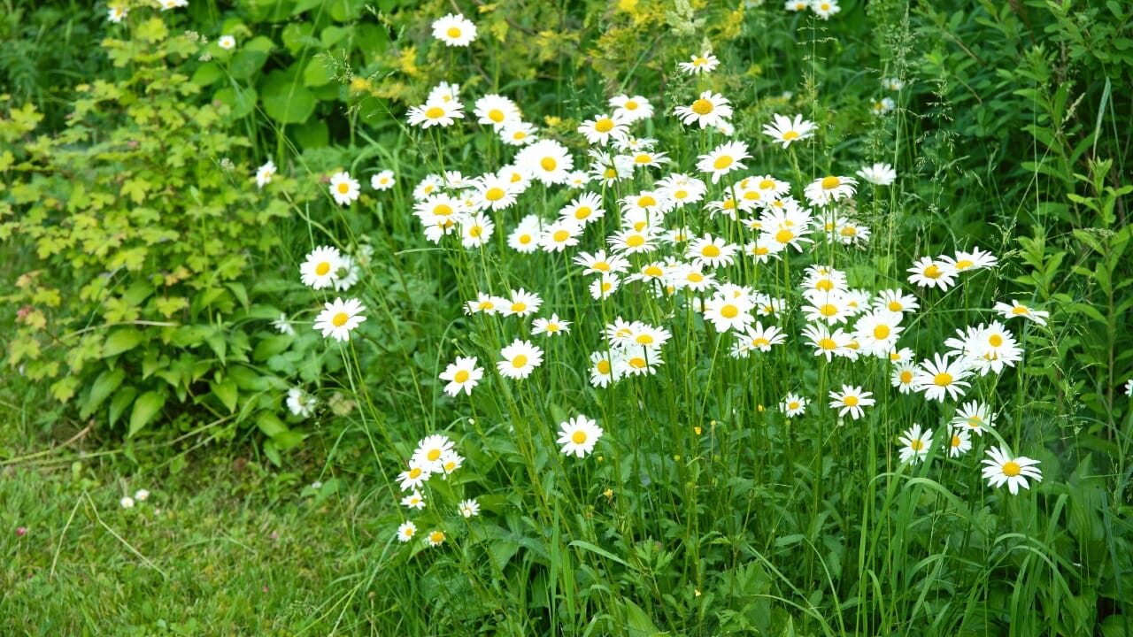Chamomile companion Plant