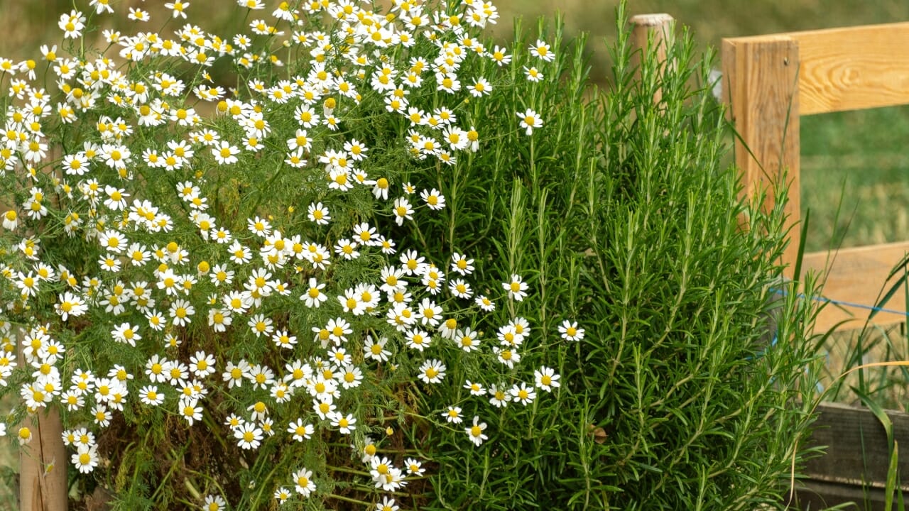 16 Must-Have Herbs for Your Medicinal Garden: Nature’s Pharmacy - Chamomile companion Plants ss2168974563