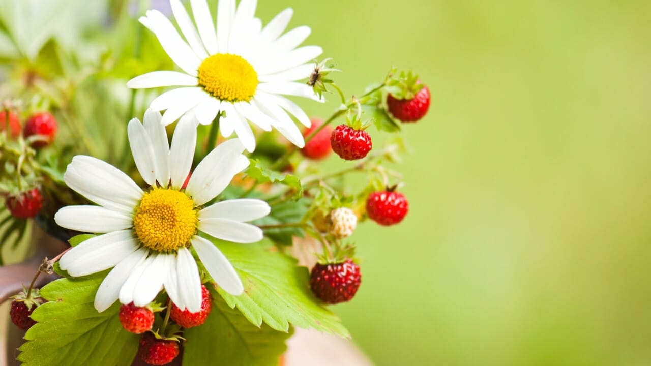 Chamomile strawberry Plant