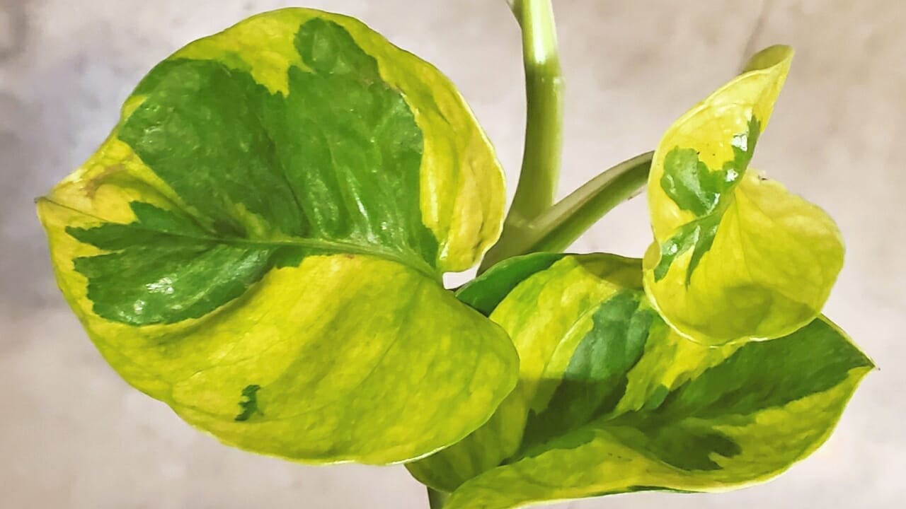 Lemon Meringue Pothos