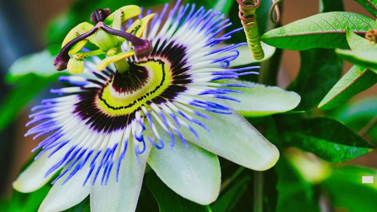 Passiflora caerulea Blue Passionflower