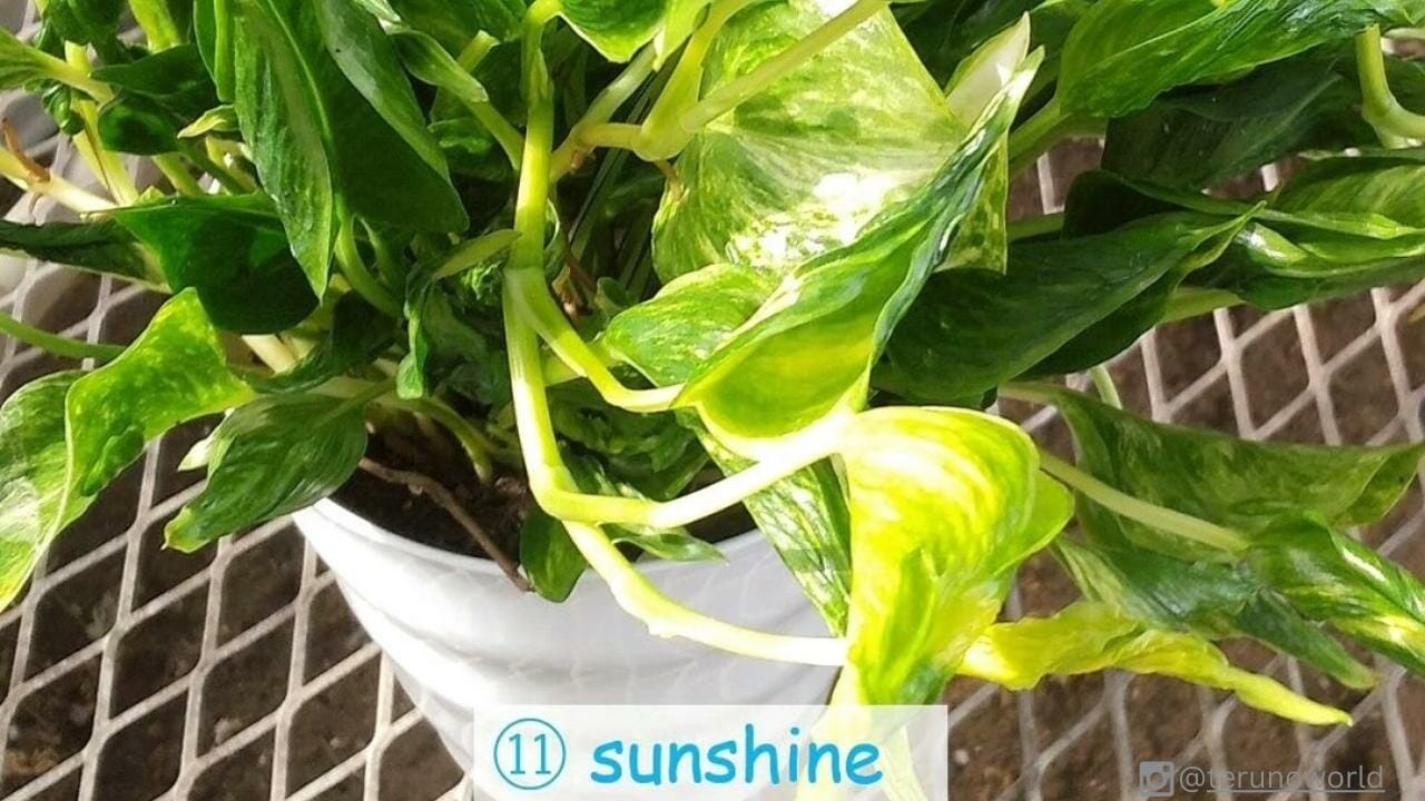 teruno pothos sunshine