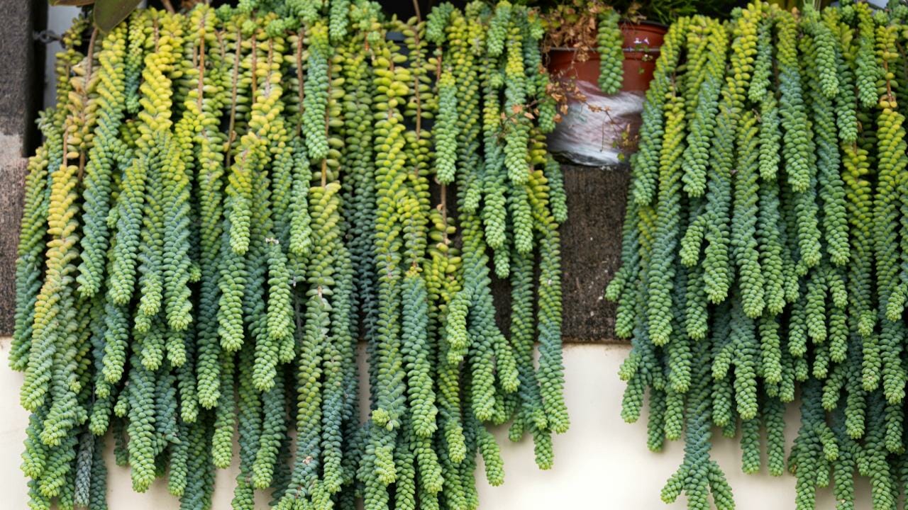 burro tail plant 