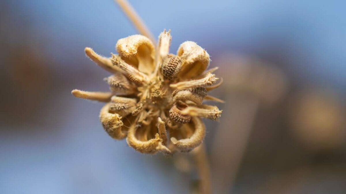 calendula seeds for harvesting