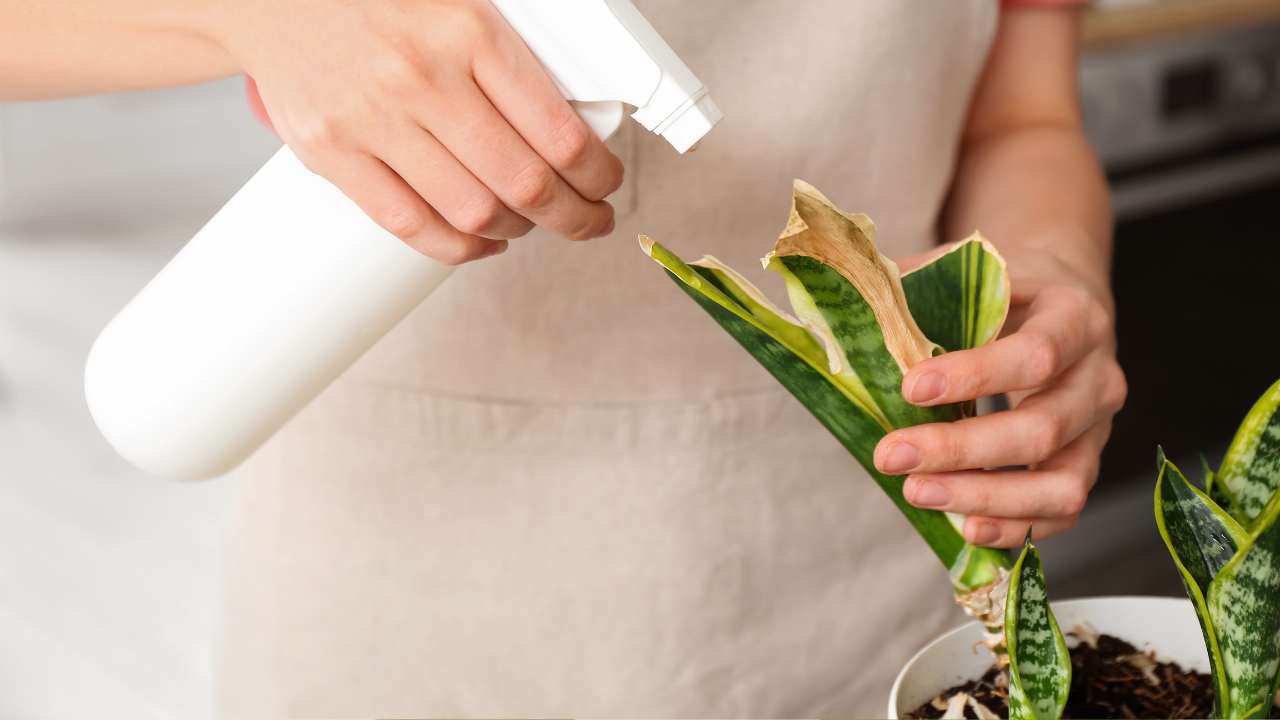 fixing snake plant brown tips