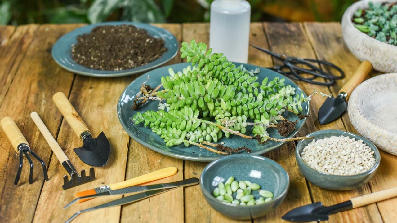 propagating burro tail