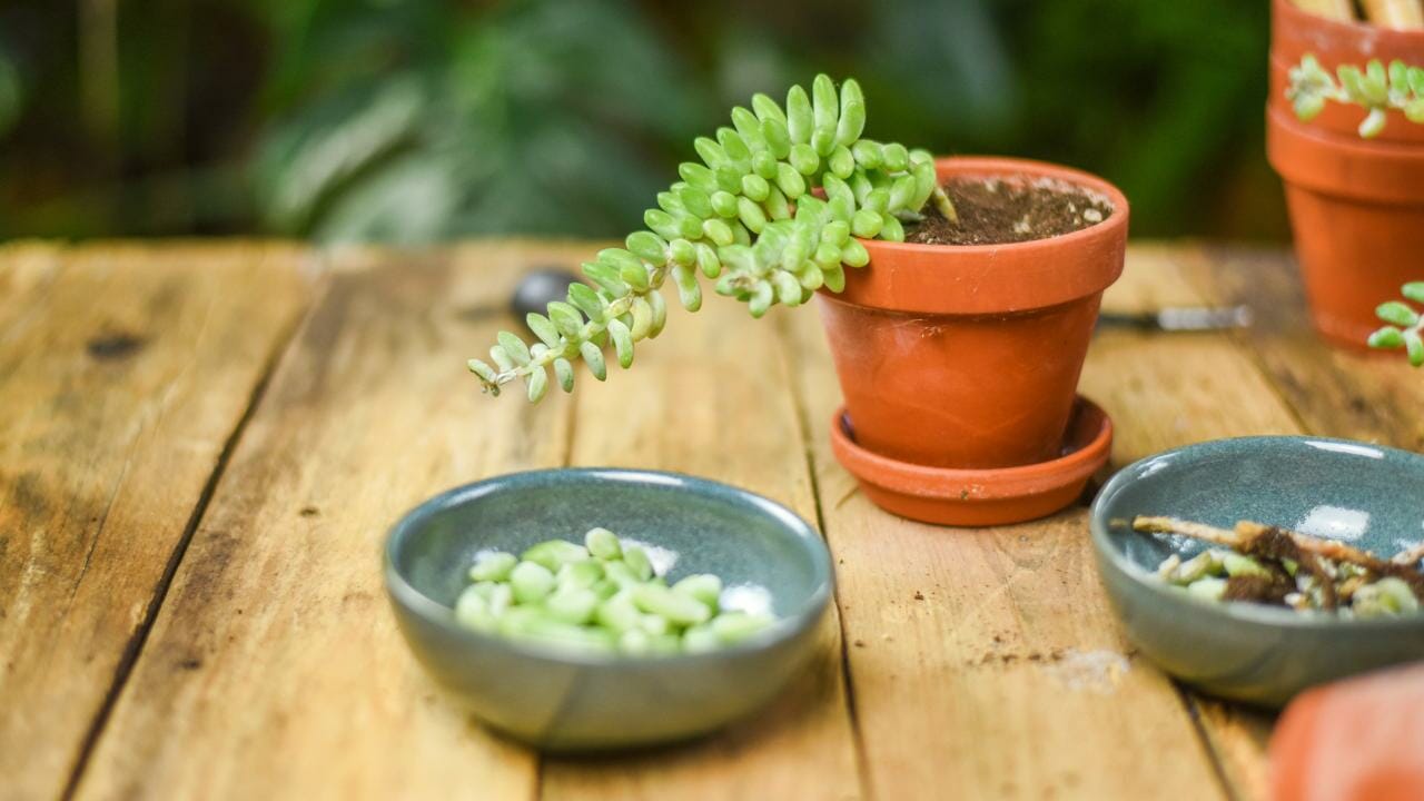 propagating donkey tail 