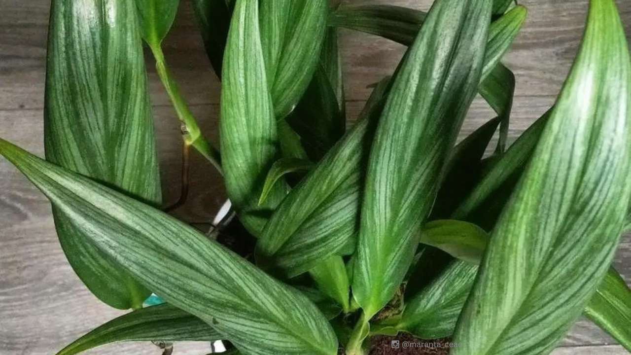 silver streak pothos plant