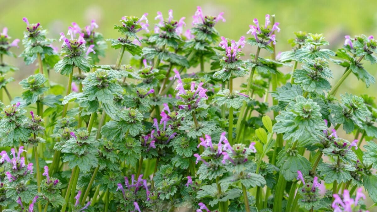 25 Hardy Outdoor Plants for Your Shady Garden Oasis - Lamium amplexicaule ss1361995724