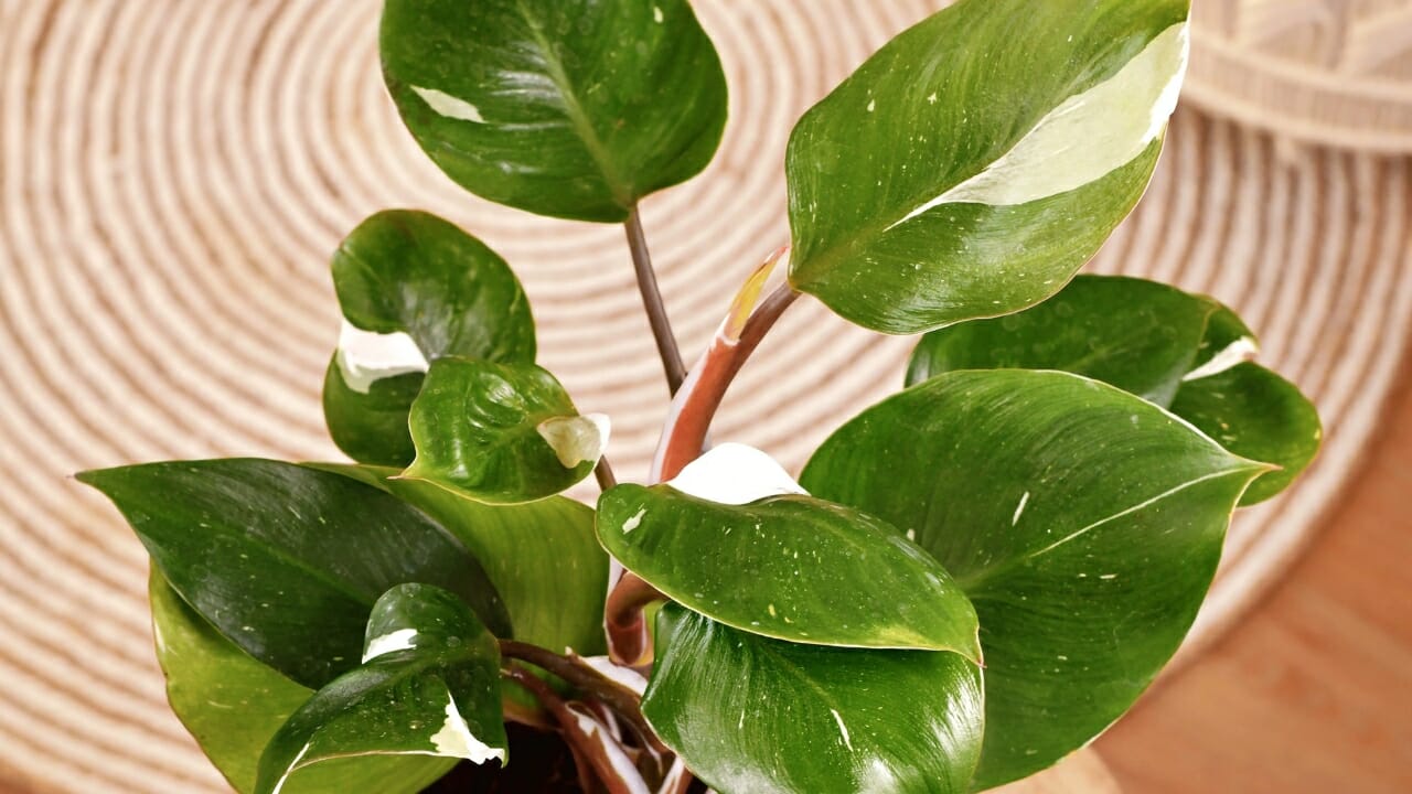 Philodendron White Knight