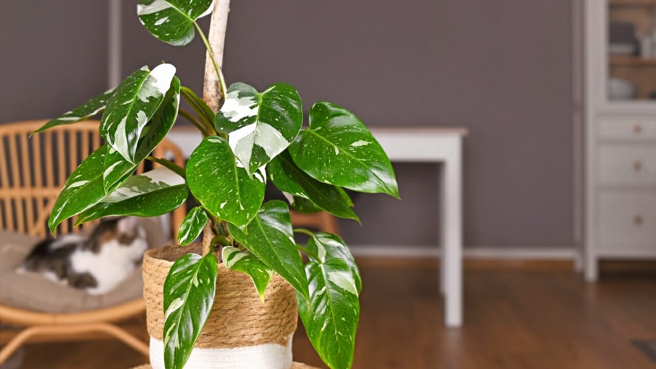 Philodendron White Princess plant in pot