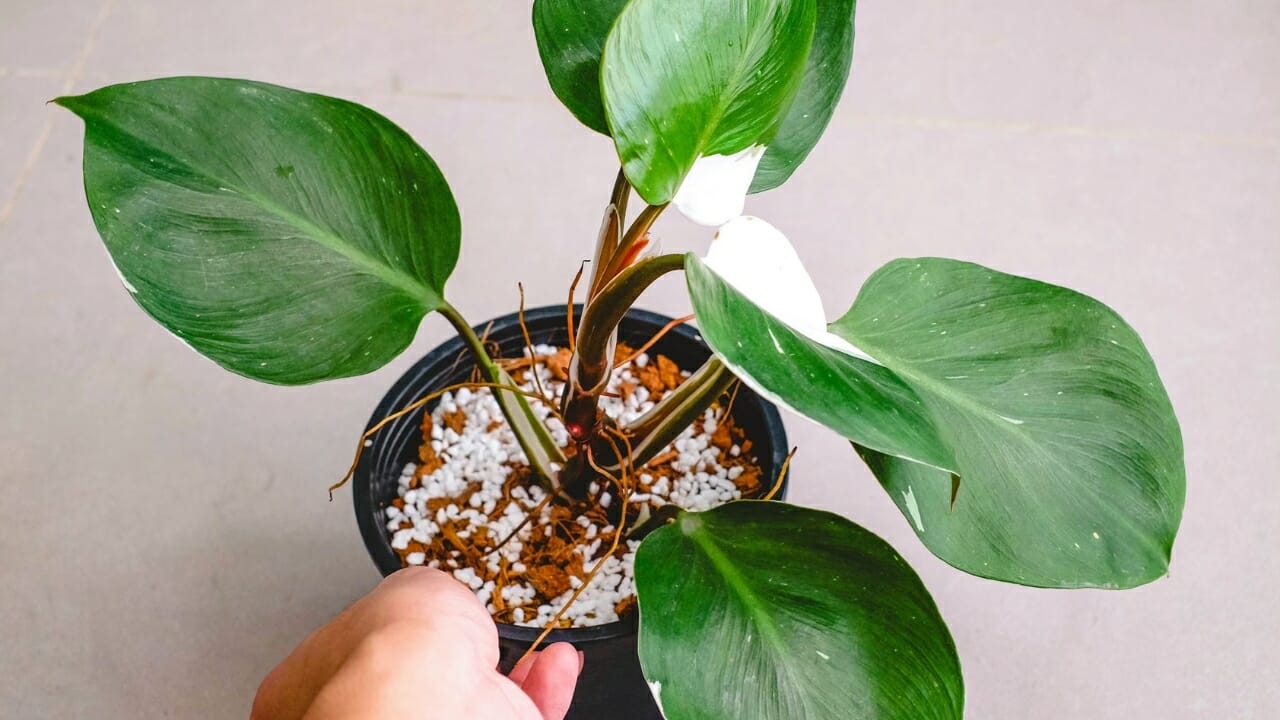 holding a Philodendron White Princess plant