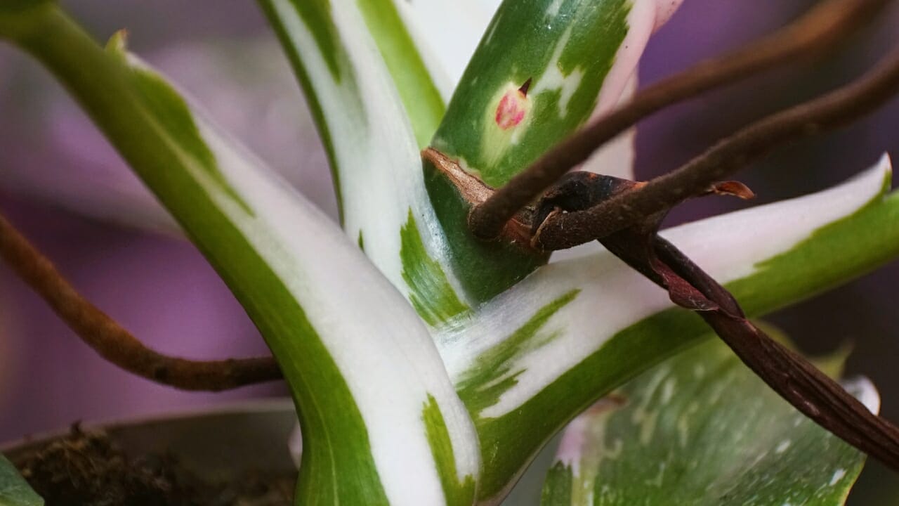 Philodendron White Wizard vs White Knight (Explained) - Philodendron White wizard dp632103054
