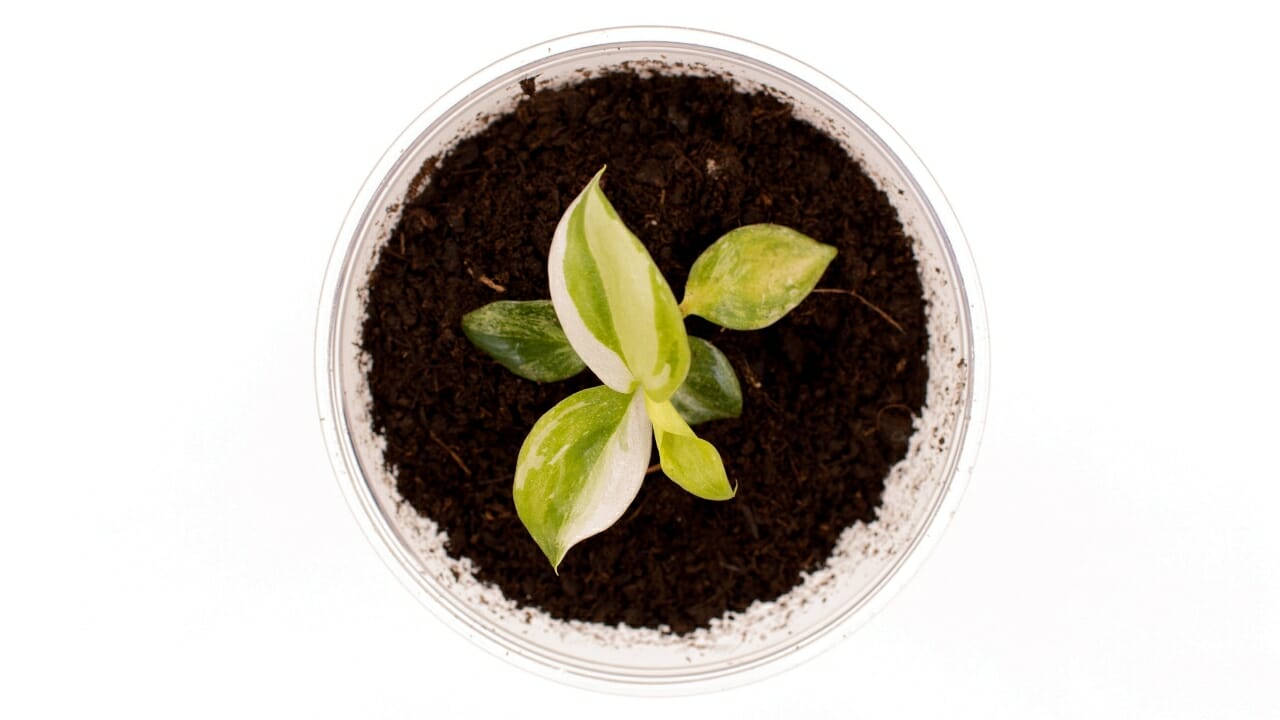Philodendron White Wizard vs White Knight (Explained) - Philodendron White wizard ss1987998482