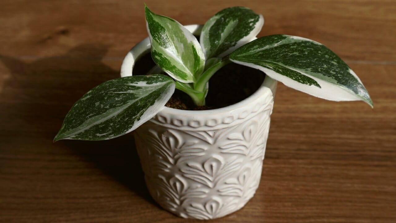 Philodendron White Wizard in white pot